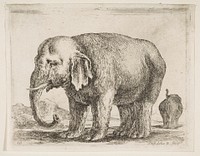 Plate 10: elephant, from 'Various animals' (Diversi animali)