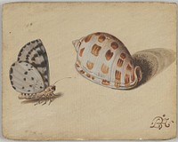 An Arrowhead Blue Butterfly and a Scotch Bonnet Sea Shell, Circle of Balthasar van der Ast (Dutch, Middelburg 1593/94&ndash;1657 Delft)