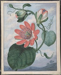 Passion Flower by Sydenham Teak Edwards (British (born Wales), Usk 1768–1819 London)