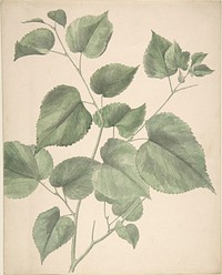 Leaves by Anonymous, British, 19th century