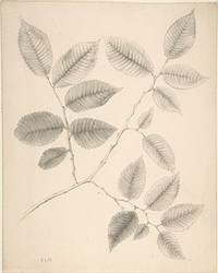 Elm Leaves