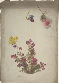 Heather, Sweet Peas and Butterfly, Anonymous, British, 19th century