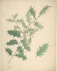 Holly Leaves by Anonymous, British, 19th century