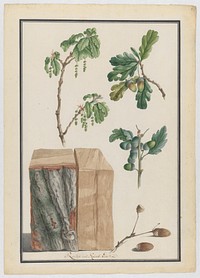 Studies of the blossoms, fruits and trunk of an English oak (Quercus robur) by Ludwig Pfleger