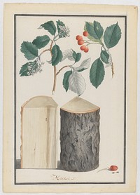 Studies of the leaves, blossoms, fruits and trunk of a whitebeam (Sorbus subgenus Aria) by Ludwig Pfleger