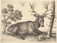 Stag lying to right