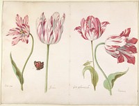 Four Tulips: Boter man (Butter Man), Joncker (Nobleman), Grote geplumaceerde (The Great Plumed One), and Voorwint (With the Wind) by Jacob Marrel