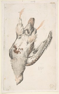 A Dead Bird (Quail?) Seen from Below