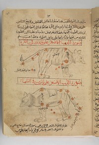 Kitab suwar al-kawakib al-thabita (Book of the Images of the Fixed Stars) of al-Sufi
