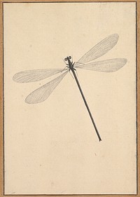 A Dragonfly