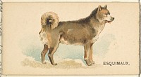 Esquimaux Husky, from the Dogs of the World series for Old Judge Cigarettes