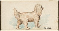 Poodle, from the Dogs of the World series for Old Judge Cigarettes