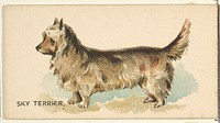 Sky Terrier, from the Dogs of the World series for Old Judge Cigarettes