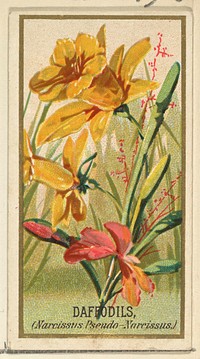 Daffodils (Narcissis Pseudo-Narcissus), from the Flowers series for Old Judge Cigarettes issued by Goodwin & Company