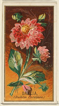 Dahlia (Dahlia Coccinea), from the Flowers series for Old Judge Cigarettes issued by Goodwin & Company