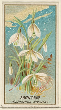 Snowdrop (Galanthus Nivalis), from the Flowers series for Old Judge Cigarettes