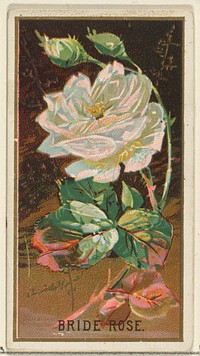 Bride Rose, from the Flowers series for Old Judge Cigarettes issued by Goodwin & Company
