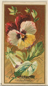 Pansy (Viola tricolor), from the Flowers series for Old Judge Cigarettes issued by Goodwin & Company