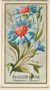 Bachelor's Button (Centaurea Cyanus), from the Flowers series for Old Judge Cigarettes