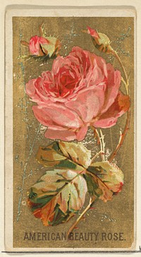 American Beauty Rose, from the Flowers series for Old Judge Cigarettes