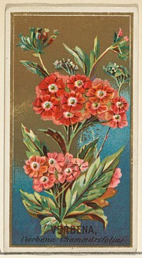 Verbena (Verbena chamaedrifolia), from the Flowers series for Old Judge Cigarettes issued by Goodwin & Company