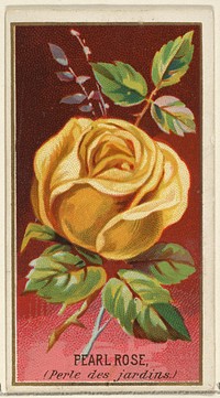 Pearl Rose (Perle des jardins), from the Flowers series for Old Judge Cigarettes