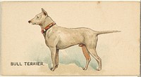 Bull Terrier, from the Dogs of the World series for Old Judge Cigarettes