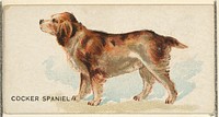Cocker Spaniel, from the Dogs of the World series for Old Judge Cigarettes