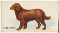 Chesapeake, from the Dogs of the World series for Old Judge Cigarettes