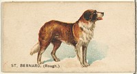 St. Bernard (Rough), from the Dogs of the World series for Old Judge Cigarettes