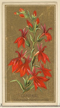 Cardinal (Lobelia cardinalis), from the Flowers series for Old Judge Cigarettes issued by Goodwin & Company
