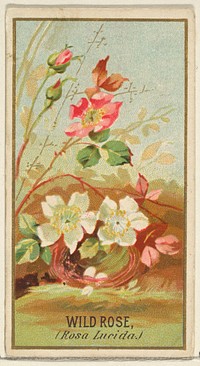 Wild Rose (Rosa Lucida), from the Flowers series for Old Judge Cigarettes issued by Goodwin & Company