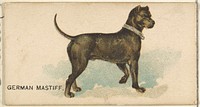 German Mastiff, from the Dogs of the World series for Old Judge Cigarettes