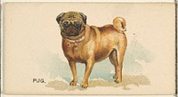 Pug, from the Dogs of the World series for Old Judge Cigarettes