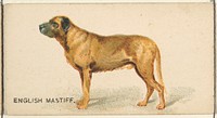 English Mastiff, from the Dogs of the World series for Old Judge Cigarettes