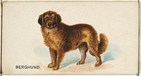 Berghund, from the Dogs of the World series for Old Judge Cigarettes
