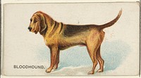 Bloodhound, from the Dogs of the World series for Old Judge Cigarettes