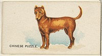 Chinese Puzzle, from the Dogs of the World series for Old Judge Cigarettes