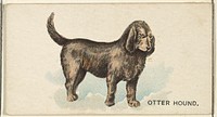 Otter Hound, from the Dogs of the World series for Old Judge Cigarettes