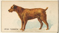 Irish Terrier, from the Dogs of the World series for Old Judge Cigarettes