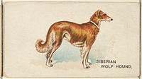 Siberian Wolf Hound, from the Dogs of the World series for Old Judge Cigarettes