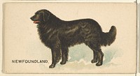 Newfoundland, from the Dogs of the World series for Old Judge Cigarettes