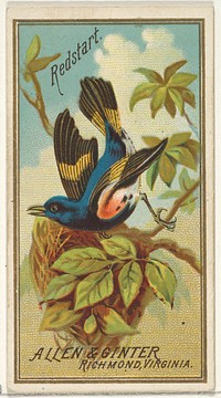 Redstart, from the Birds of America series (N4) for Allen & Ginter Cigarettes Brands