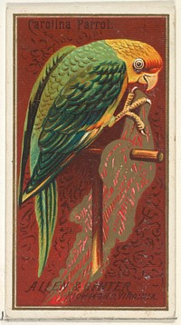 Carolina Parrot, from the Birds of America series (N4) for Allen & Ginter Cigarettes Brands