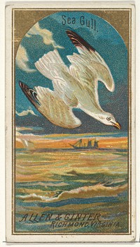 Seagull, from the Birds of America series (N4) for Allen & Ginter Cigarettes Brands
