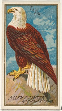 Eagle, from the Birds of America series (N4) for Allen & Ginter Cigarettes Brands