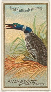 Great Northern Diver (Loon), from the Birds of America series (N4) for Allen & Ginter Cigarettes Brands