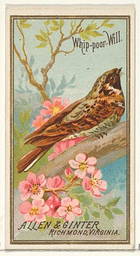 Whip-poor-Will, from the Birds of America series (N4) for Allen & Ginter Cigarettes Brands issued by Allen & Ginter 