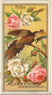 Cuckoo, from the Birds of America series (N4) for Allen & Ginter Cigarettes Brands