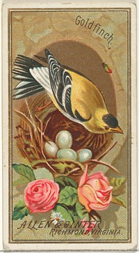 Goldfinch, from the Birds of America series (N4) for Allen & Ginter Cigarettes Brands issued by Allen & Ginter 